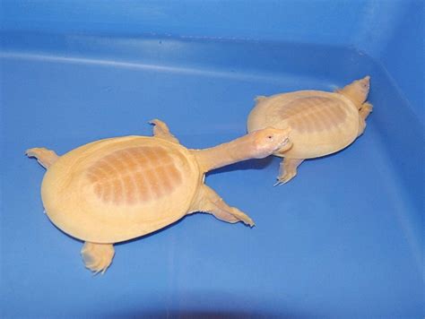 Albino Chinese Softshell Turtles for sale | The Turtle Source