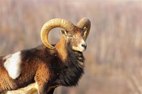 Mouflon Sheep – European Wild Boar Hunt