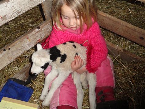 Omache Farm: Lambs are HERE!