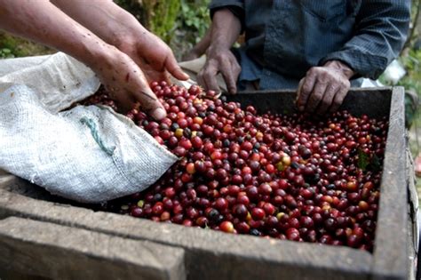 www.mybestcostaricacoffee.com: COFFEE FARMERS CHERRY BEANS