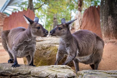 Corporate Family Events | WILD LIFE Sydney Zoo