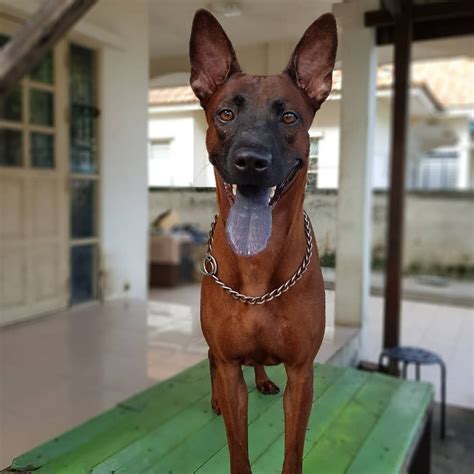 ปักพินโดย Thai Ridgebacks For Sale ใน Red Thai Ridgebacks | สัตว์เลี้ยง