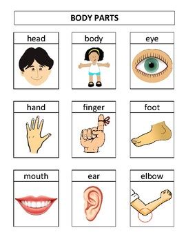 yukarıda etiket kavun body parts flashcards for preschoolers ...