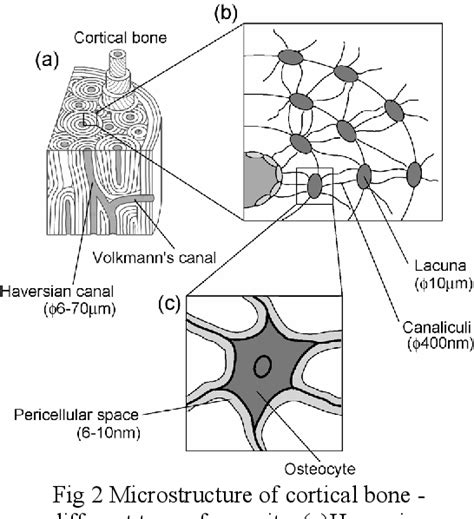 Osteocytes Diagram