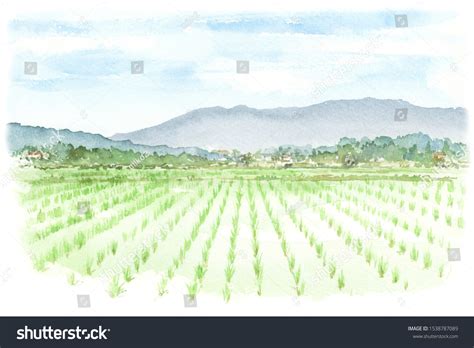 Watercolor Illustration Rice Field Stock Illustration 1538787089 ...