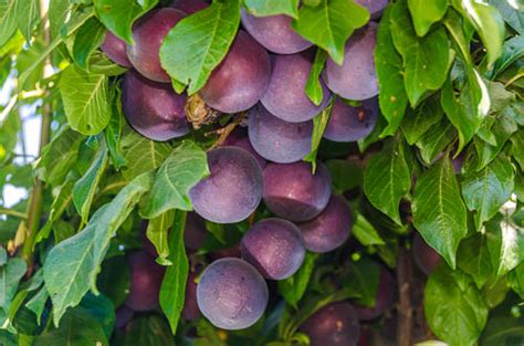 Plum — California Tropical Fruit Tree Nursery