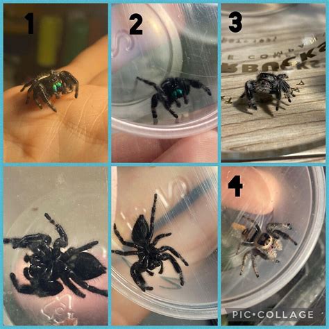 Jumping Spider Breeding Advice - Spiders - MorphMarket Reptile Community