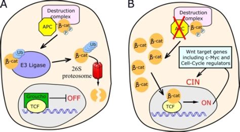 fig5:Original CIN: reviewing roles for APC in chromosome instability- Open-i