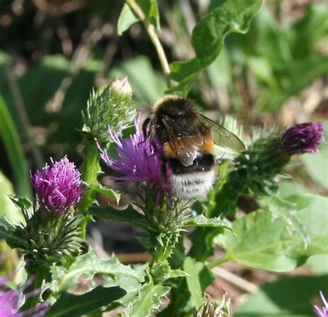 white butt bumblebee | aka White-tailed bumblebee, possibly … | Flickr