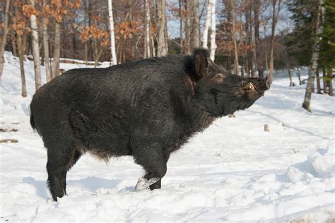 Huge feral hogs invading Canada, building ‘pigloos’ as they go