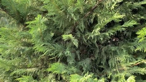 136 Thuja Seeds Stock Video Footage - 4K and HD Video Clips | Shutterstock