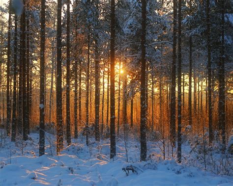 Wallpaper Winter forest, sunset, snow, trees 1920x1200 Picture, Image