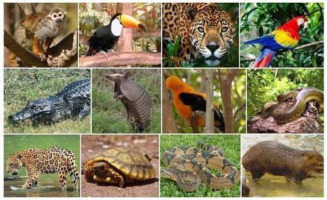 8 ideas de Región Amazónica | amazonas, animales de la amazonia, selva preescolar