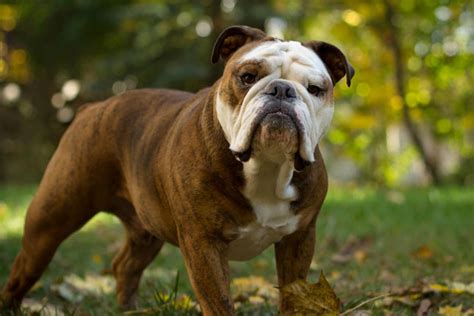 English Bulldog Puppies for Sale from Reputable Dog Breeders