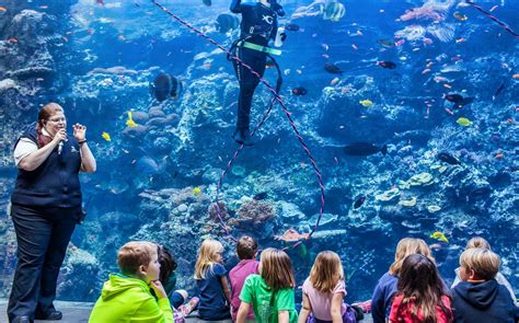 The Ultimate Guide to Visiting Georgia Aquarium Atlanta