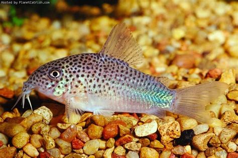 Corydoras similis | Cory catfish, Aquarium fish, Tropical fish