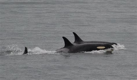 After 17 days and 1,000 miles, mother orca Tahlequah drops dead calf, frolics with pod | The ...