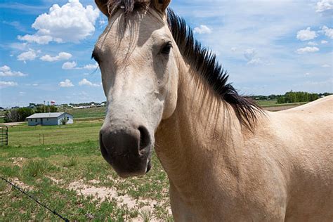 Buckskin Horse Stock Photos, Pictures & Royalty-Free Images - iStock