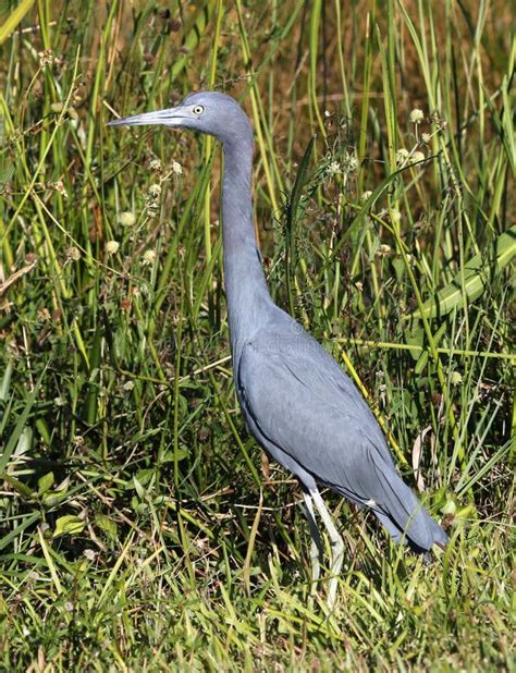 Little Blue Heron stock image. Image of herons, florida - 111685087