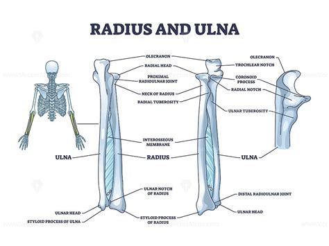 Radius and ulna bone anatomy with arm skeletal structure outline diagram | Radius and ulna, Ulna ...
