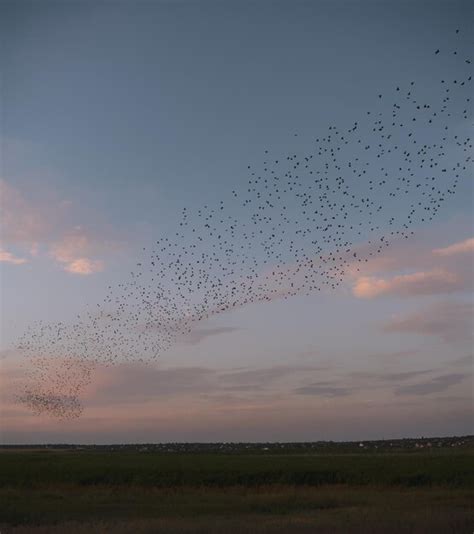 Premium Photo | Starling murmurations a large flock of starlings fly at ...