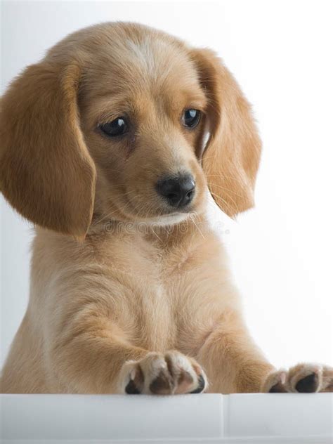 Cute dog stock image. Image of head, dachshund, canine - 3878087