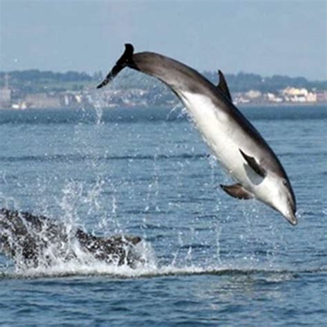 April’s Tri-Biosphere webinar delivered by the Irish Whale and Dolphin Group