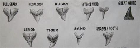 17+ Shark Tooth Diagram - CatarinaNadiya