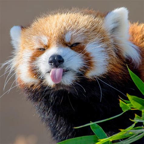 Cute red panda : r/redpandas