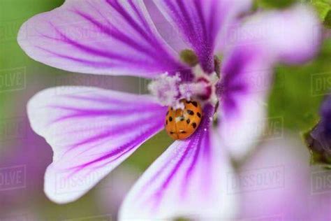 Ladybug On A Wildflower In Columbia River Gorge National Scenic Area; Oregon, Usa - Stock Photo ...