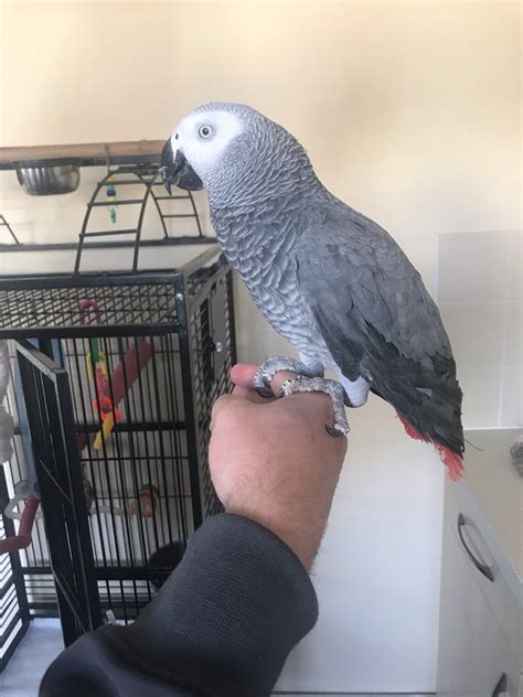 African Grey Parrot Birds For Sale | Visalia, CA #291265