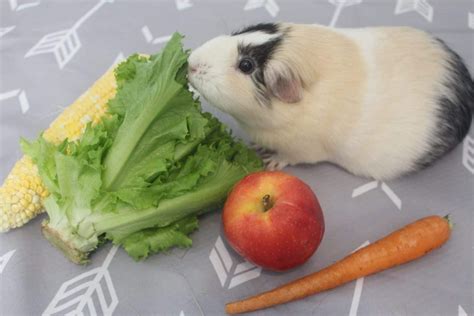 Can Guinea Pigs Eat Sweet Bell Peppers? (How Much Is Safe?) - Precisely ...