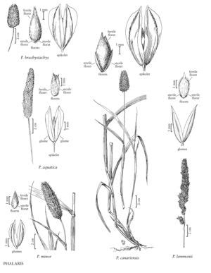 Phalaris - FNA