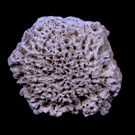 1.8" Glyptodon Fossil Osteoderm Scute Plate Bony Armor Pliocene Age Uruguay COA in 2023 | Fossil ...