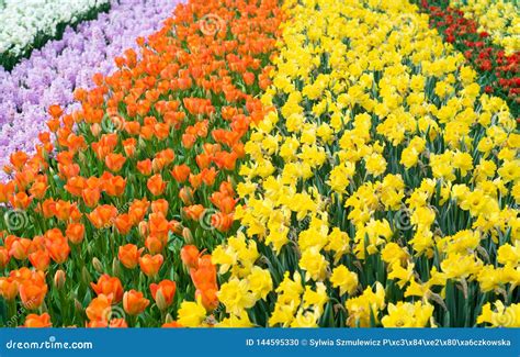 Flower Field in Lisse, Netherlands Stock Photo - Image of holiday ...