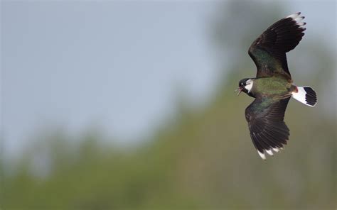 Vipeprosjektet - BirdLife Norge