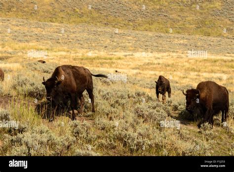 Images of the buffalo herd from Hayden Valley, in Yellowstone National ...