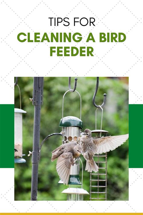 How To Clean Bird Feeders – Our Step-by-Step Instructions | Bird feeders, Feeder, Feed hummingbirds