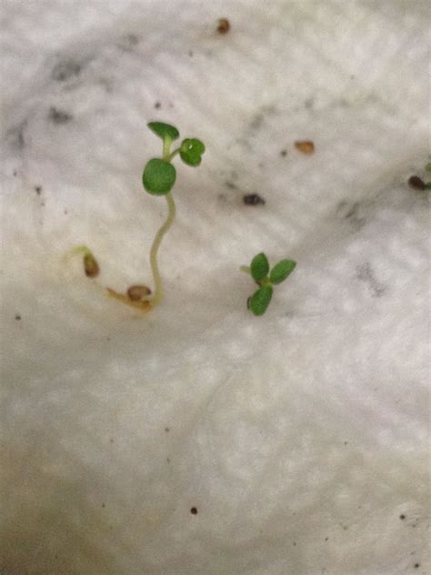 Strawberry Seeds Germination | Paper Towel Method