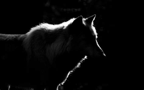 Lone Wolf Wallpapers Group (72+)