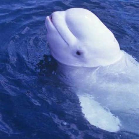 Audio: Male beluga whale mimics human speech | South China Morning Post