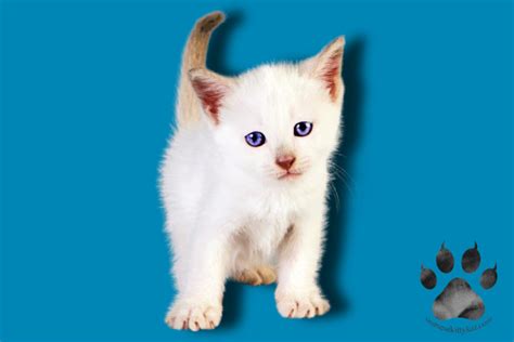 Are Siamese Kittens Born White? Understanding Their Birth Color