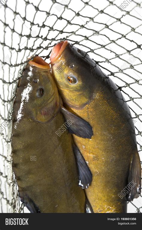 Tench - (Tinca Tinca) Image & Photo (Free Trial) | Bigstock