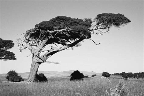 Wind Blown Tree New Zealand | The force of the wind on New Z… | Flickr