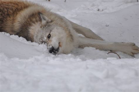 Denali – Rolling in Snow | International Wolf Center