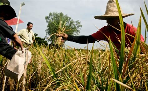 GRAIN | GMOs in Asia : What’s happening and who’s fighting back?