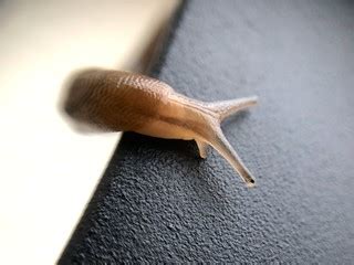 Slug on our planter box | Nate Steiner | Flickr
