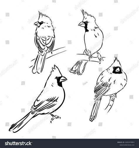 Cardinal Bird Sketch Vector Illustration Hand Stock Vector (Royalty Free) 2241474963 | Shutterstock