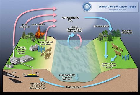 10 years of experimental warming caused phytoplankton to take in more ...