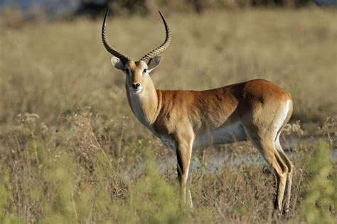 35 Amazing Antelopes Facts